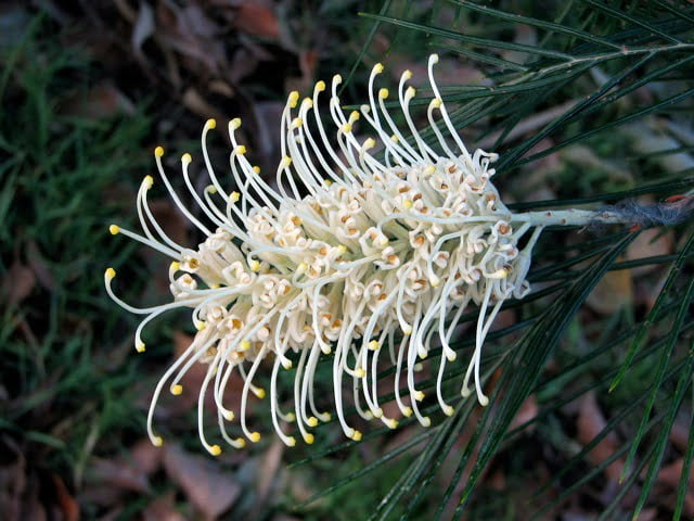 A yoga platform and a picture of a grevillea