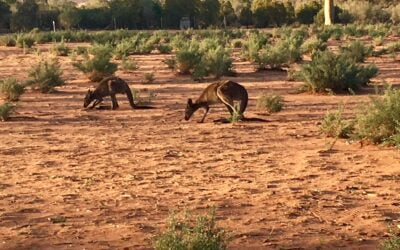 Sunday in the church of the outback: acceptance