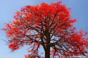 Image of a flame tree in bloom