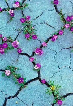 The Flower of Meditation is Resilience 1 Purple flowers growing up through cracks in concrete.