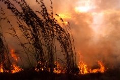 Bush Fire Season: A Message from the Ashes