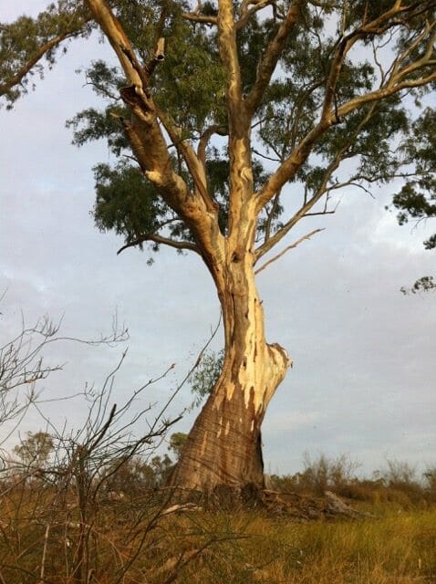 Murray River Down But Not Dying