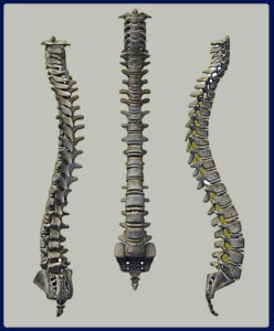 An image with three views of a vertebral column